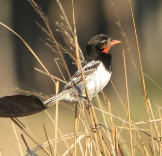 Subtropical Argentina